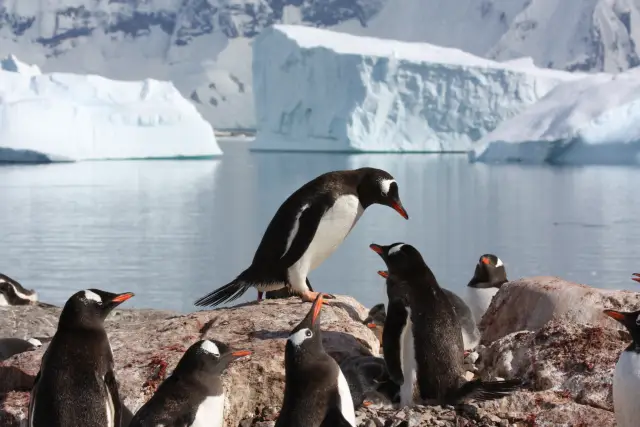Горячие точки показывают, что растительность изменяет климат до 30 процентов: инженеры обнаружили сильную обратную связь между атмосферой и растительностью, которая объясняет до 30% осадков и поверхно