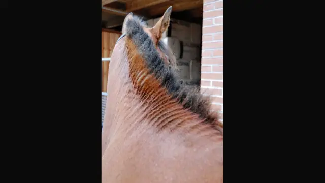 Комары, зараженные вирусоподавляющими бактериями, могут помочь в борьбе с лихорадкой денге: стратегические выпуски могут изменить популяции комаров и передачу вируса в городах