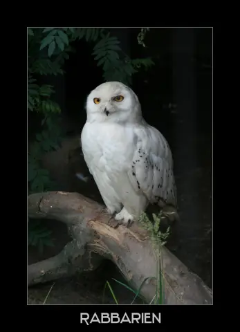 Уничтожающие комаров грибы, созданные с использованием токсинов пауков и скорпионов, могут помочь в борьбе с малярией: грибок специально нацелен на комаров, безопасен для людей и других насекомых