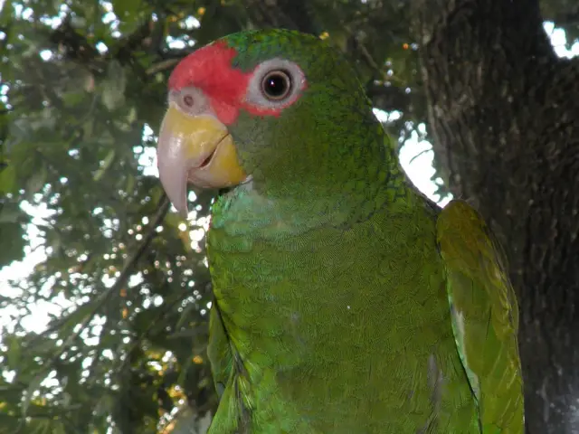 Синекрылая амазонка: новый вид попугая с полуострова Юкат&aacute;n: недавно идентифицированный синекрылый амазонский попугай издает громкий короткий крик и произошел от белолобого попугая