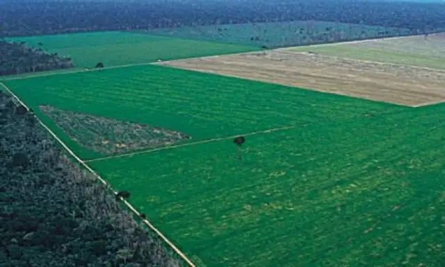 Почему существует так много видов тропических деревьев и других организмов: гиперлокальное прореживание специфическими для деревьев врагами помогает установить глобальную модель биоразнообразия лесов