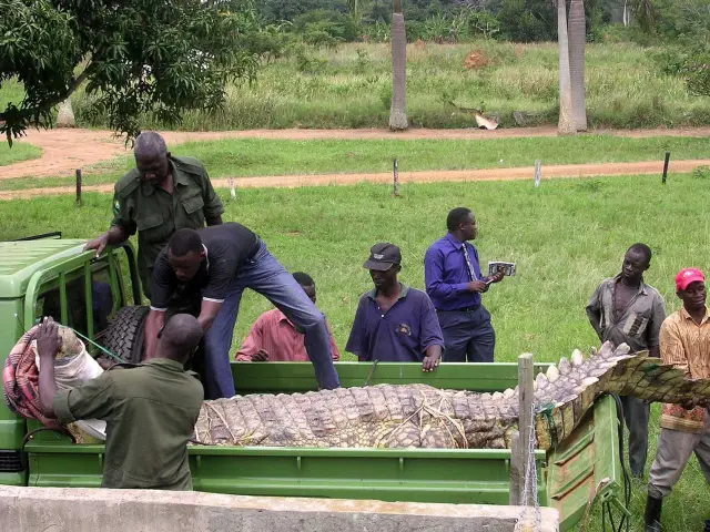 Гигантский крокодил с зубами тираннозавра был главным наземным хищником юрского периода на Мадагаскаре