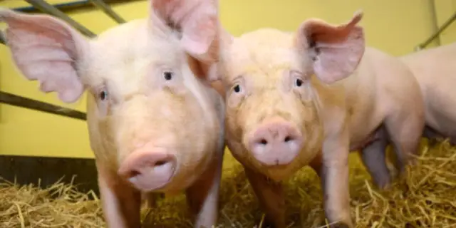 Первые геномные биомаркеры во внеклеточных везикулах у ветеринарных пациентов: исследование заболевания митрального клапана у собак и застойной сердечной недостаточности дает ключ к разгадке таргетной