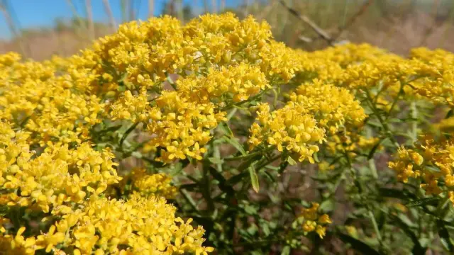 Альтернативные противомикробные соединения могут поступать из сточных вод: Муниципальные сточные воды могут стать ключевым союзником в борьбе с устойчивыми к антибиотикам болезнетворными бактериями, г