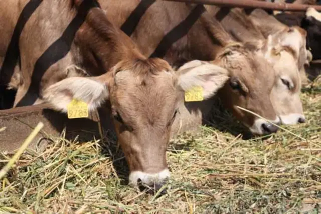 У более холодных коров более здоровые телята: Согласно новому исследованию, телята, рожденные от коров, испытывающих тепловой стресс на ранних сроках беременности, испытывают связанные с этим эффекты,