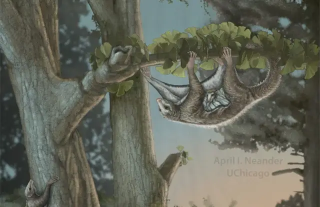 Обнаружены первые крылатые млекопитающие юрского периода: окаменелости возрастом 160 миллионов лет предполагают новую модель жизни - парение - для предшественников млекопитающих в эволюционной паралле