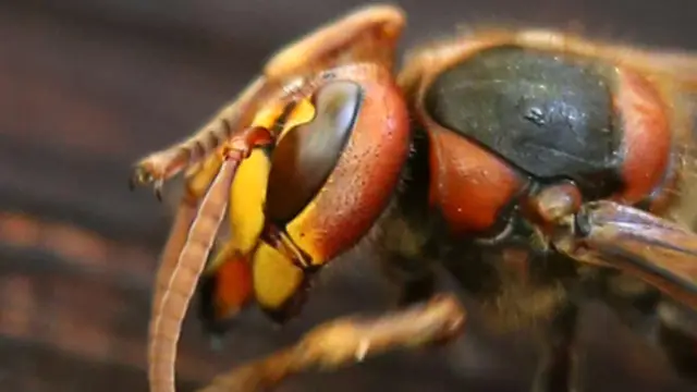 Неоники подвергают шмелей риску исчезновения, препятствуя формированию колонии, исследование показывает: Воздействие тиаметоксама снижает шансы королевы шмелей создать новую колонию более чем на четве