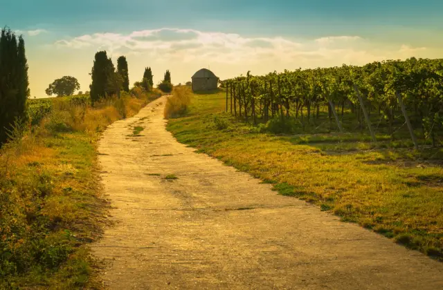 Потенциальное место размножения усатых китов эпохи миоцена: исследователь идентифицирует свидетельство существования детеныша кита из миоцена в Хиросиме, Япония, что указывает на самое раннее известно