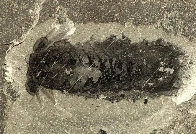 Ранние трилобиты имели желудок, новое исследование окаменелостей находит: Замечательные китайские образцы противоречат предыдущим предположениям о пищеварительной системе трилобитов и эволюции