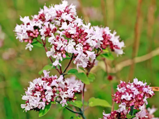 С дополнительным сахаром листья тоже толстеют: ученые склоняют баланс метаболизма растений к увеличению содержания масла в листьях с целью производства биотоплива и связанных с ним полезных химикатов