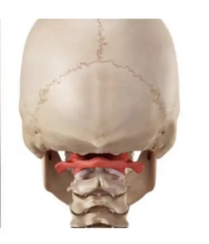 Нервы контролируют бактериальное сообщество организма: исследовательская группа впервые доказывает, что существует тесное сотрудничество между нервной системой и микробной популяцией организма