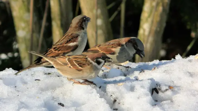 Уменьшение числа домашних воробьев связано с загрязнением воздуха и плохим питанием: городские воробьи страдают от большего стресса, чем их деревенские сородичи, считают испанские исследователи, особе