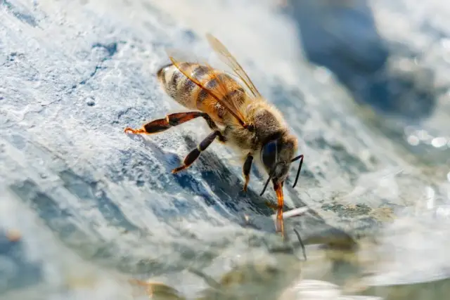 Рассеивание микробов влияет на кишечник животных: исследование с рыбками данио показало, что передаваемые микробы приведут к сходным микробиомам и процессу селекции для некоторых микробов
