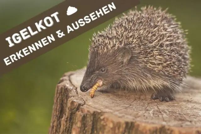 Испражнения альбатросов показывают диету рыбных отходов: новый, ненавязчивый способ оценки рациона морских птиц может помочь улучшить управление рыболовством и контролировать морское биоразнообразие