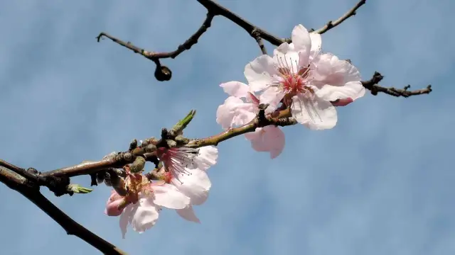 Выпас в лесах снижает эффективность деревьев в снижении риска наводнений: Посадка деревьев может снизить риск наводнений, но интенсивное использование лесных угодий, например выпас скота, может против