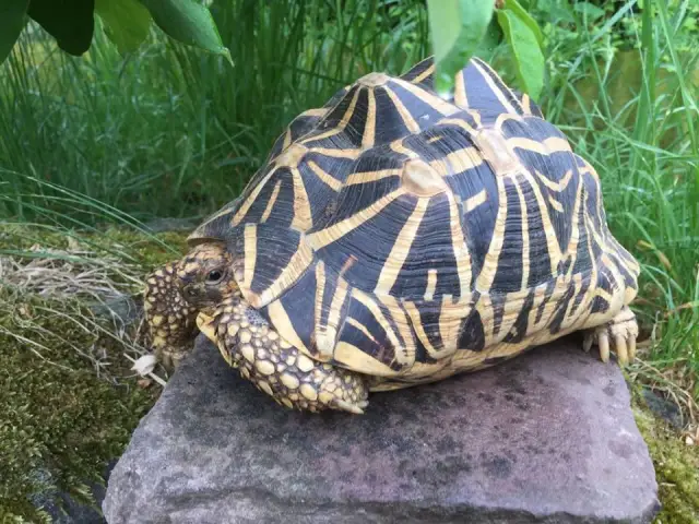 Звездная черепаха стремительно возвращается: популяция бирманских звездчатых черепах, считающихся экологически вымершими в дикой природе, выросла до более чем 14 000 особей в Мьянме