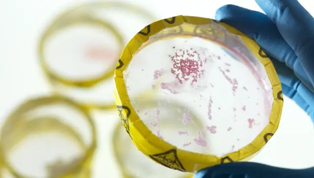 Новый способ предотвращения производства потомства генетически модифицированными и неизмененными организмами: «синтетическая несовместимость» может повысить безопасность и эффективность применения ген