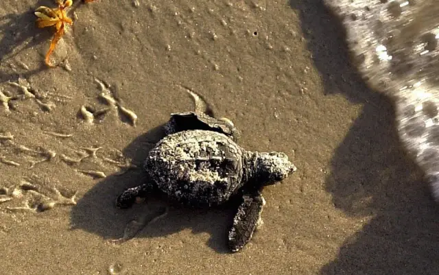 Освещение на берегу резко нарушает дикую природу в окружающей экосистеме: потенциальное экологическое воздействие новых концепций освещения на экосистемы должно учитываться ландшафтом и городским план