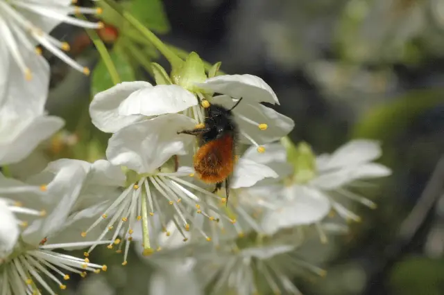 Дрожжи из дикого винограда могут быть более эффективными, чем пестициды, для предотвращения появления плесени в винограде: дикий виноград содержит огромное количество дрожжей, которые могут ингибирова