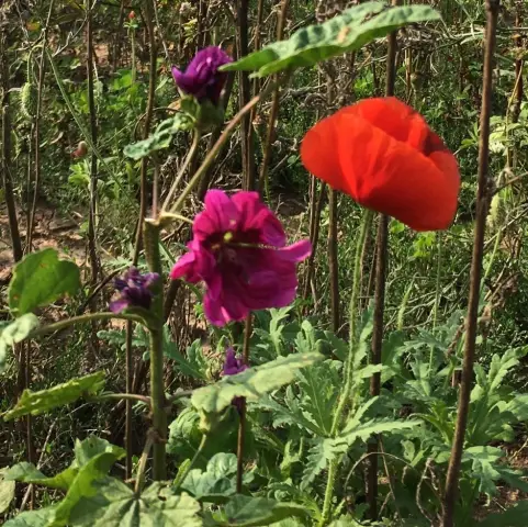 Как «перевернутый» ген помог бабочкам развить мимикрию: редкая генетическая инверсия 2 миллиона лет назад помогла азиатским бабочкам-парусникам развить различные узоры крыльев, чтобы маскироваться от