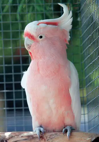 Яркое желтое горло славки? Для этого существуют гены: исследования могли выявить некоторые генетические механизмы, ответственные за окраску оперения у камышевок Одюбона и миртовых камышевок, отн