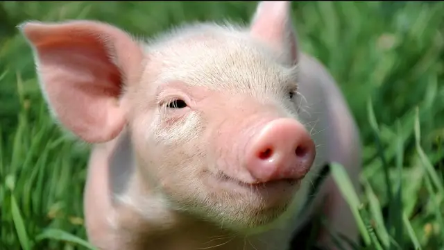 Ученые создают желтых, трехглазых, бескрылых комаров с помощью инструмента редактирования генов: исследователи создают генетически модифицированных насекомых, чтобы помочь предотвратить распространени