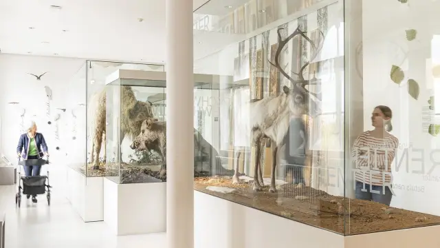 Геном странствующего голубя показывает влияние естественного отбора на огромную популяцию: новый анализ ДНК, извлеченной из музейных образцов, объясняет удивительно низкое генетическое разнообразие ст