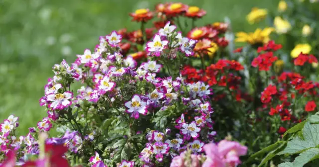 Новые малярийные паразиты, обнаруженные у диких бонобо: новое дополнение к множеству видов паразитов, недавно обнаруженных у африканских человекообразных обезьян, информирует биологию малярии человека