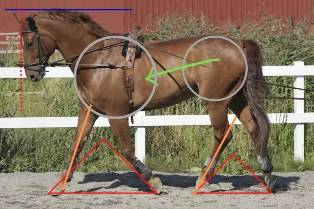 Лошадь - это лошадь, конечно, конечно - за исключением тех случаев, когда это не так: анализ древней ДНК показывает ранее неизвестный род вымерших лошадей, которые когда-то бродили по Северной Америке