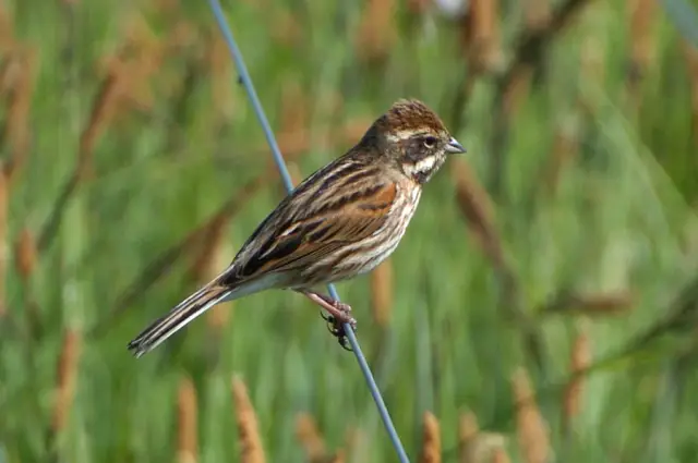 В популяциях микробов биоинженеры находят баланс противоположных геномных сил: исследование определяет взаимосвязь между геномными механизмами, которые приводят различные виды бактерий к стабильности 