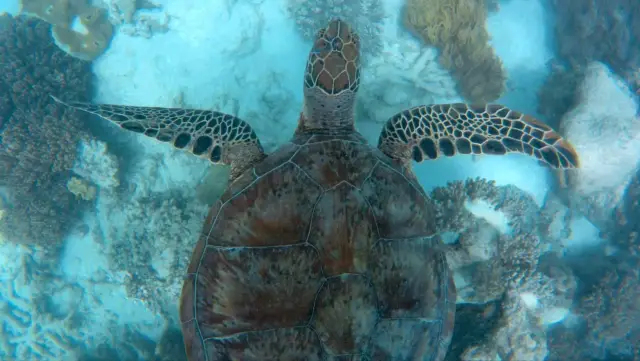 Устойчивость Большого Барьерного рифа открывает возможности для восстановления: нетронутые рифы, связанные на региональном уровне, могут обеспечить личинками, необходимыми для восстановления поврежден