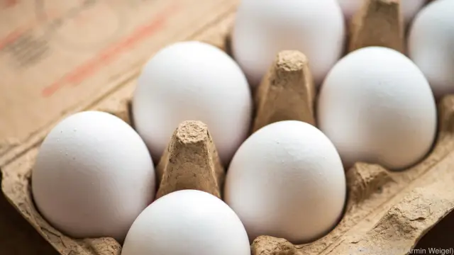 Размножаться или не размножаться? Клеточная пружина отвечает: клеточный белок ZO-1 способствует или не способствует пролиферации эпителиальных клеток в зависимости от напряжения, которому он подвергае