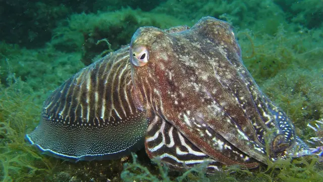 Морские беспозвоночные имеют шумных соседей-людей: экспериментальное измерение воздействия антропогенного шума на морских беспозвоночных дает представление о физиологических и поведенческих последстви