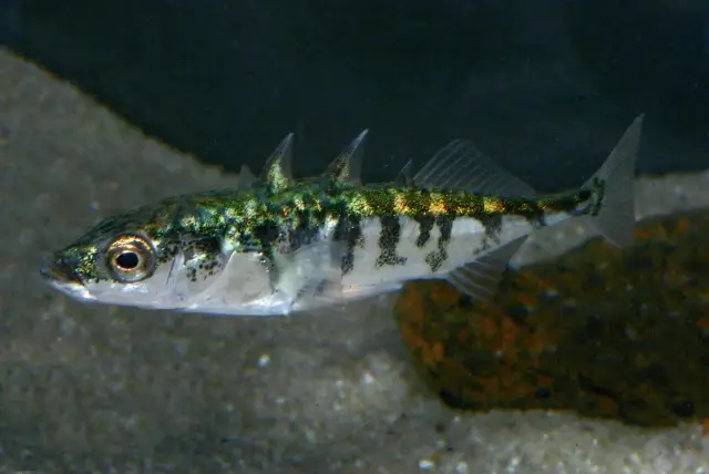 Местные виды рыб подвергаются риску после удаления воды из реки Колорадо: добыча воды ставит экологически отличные местные виды под угрозу исчезновения в результате гибридизации