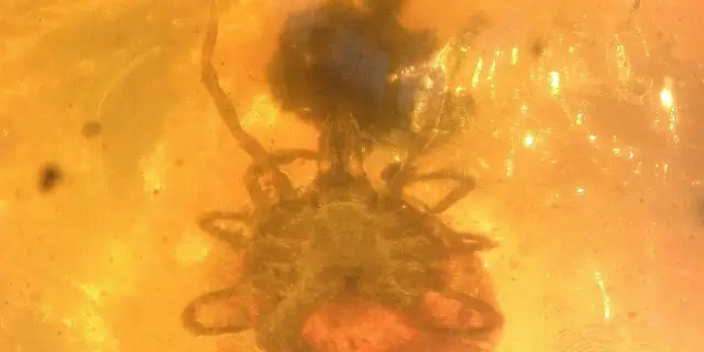 Динозавры-паразиты, пойманные в ловушку в янтаре возрастом 100 миллионов лет, рассказывают кровососущую историю: янтарь, содержащий клеща, схватившегося за перо динозавра, является первым прямым ископ