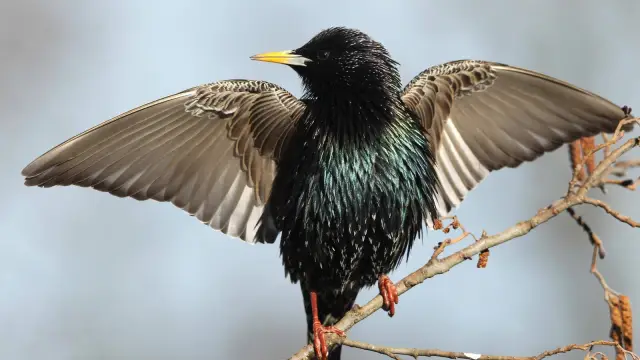 Самые маленькие радуги в природе, созданные пауками-павлинами, могут вдохновить на создание новых оптических технологий: последствия этого открытия могут применяться в самых разных областях, от наук о