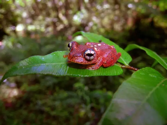 Три новых вида зоантариан, обнаруженных на коралловых рифах в Индо-Тихоокеанском регионе: один из них был назван в честь президента Палау Томми Ременгесау в честь его поддержки и поддержки нации