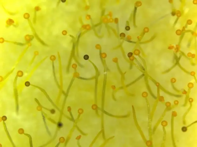 Биологи раскрывают генетический механизм, который может повысить урожайность зерновых культур: точная регуляция растительных гормонов в раннем репродуктивном развитии как цель повышения урожайности