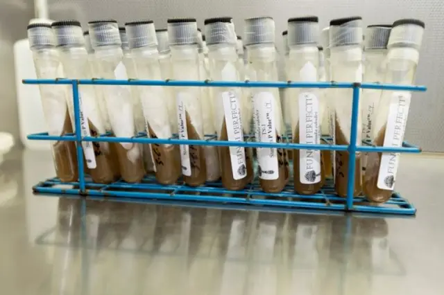 Неожиданные неровности биологических мембран: изучение динамических свойств биологических мембран обнаруживает новое аномальное поведение при определенных обстоятельствах