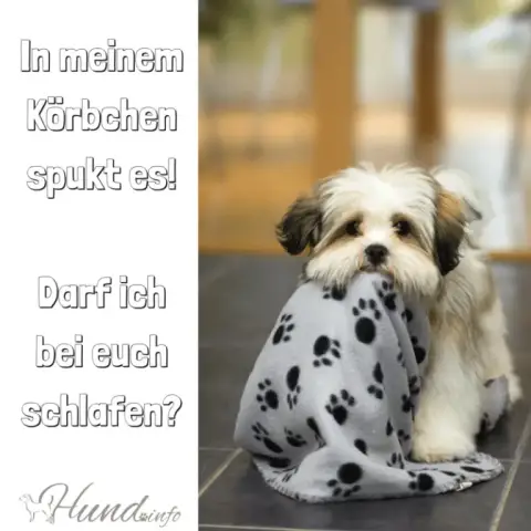 Чума собак подтверждена у дальневосточного леопарда, самой исчезающей крупной кошки в мире: Вирус чумы собак обнаружен у двухлетней самки дальневосточного леопарда, обнаруженной в России