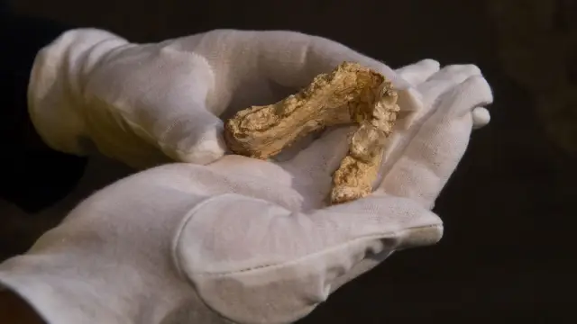 Ученые обнаружили самую старую из известных окаменелостей современного человека за пределами Африки: анализ окаменелостей показывает, что Homo sapiens покинул Африку по крайней мере на 50 000 лет рань