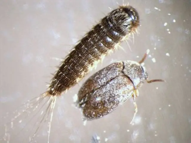 Коричневый отшельник: Советы по борьбе с вредителями для паука, который не так распространен, как вы думаете: Наблюдения за коричневым отшельником редки за пределами его известного ареала, но если его