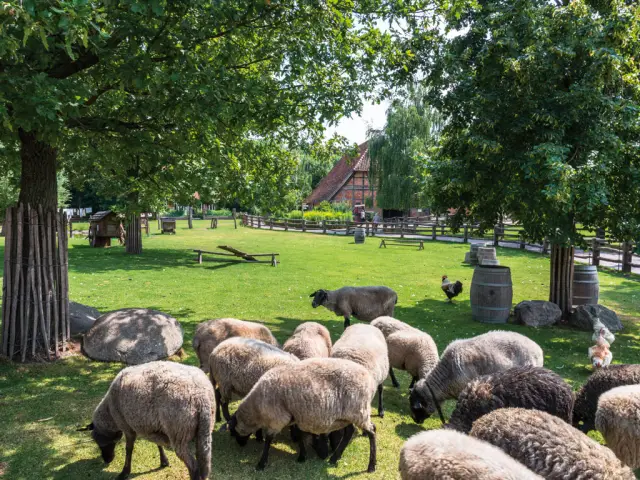 Выращенные на фермах морепродукты и домашний скот по-разному складываются с использованием альтернативных показателей эффективности корма: исследование показывает, что удержание белка и калорий в корм