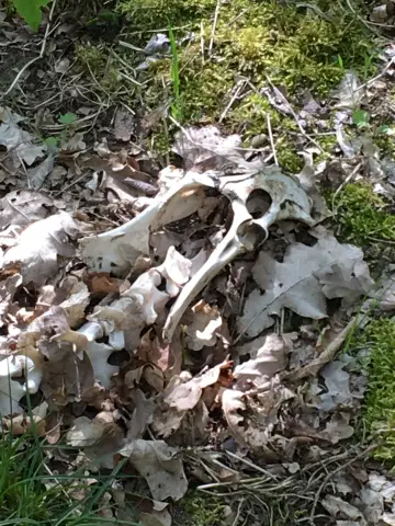 Эволюция - и навыки - помогают здоровенным колибри оставаться подвижными: более крупные виды колибри, несмотря на их увеличенную массу, способны приспосабливаться к более мелким видам