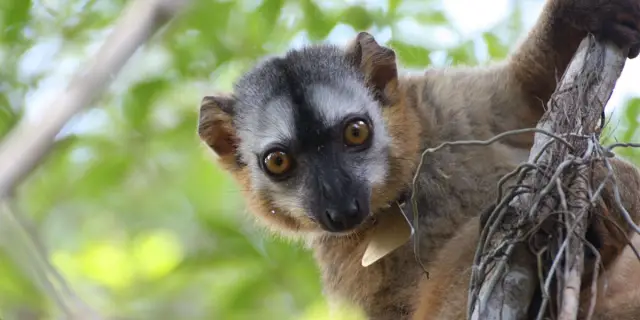 Привлекательность лица: краснолобые лемуры узнают фотографии представителей своего вида