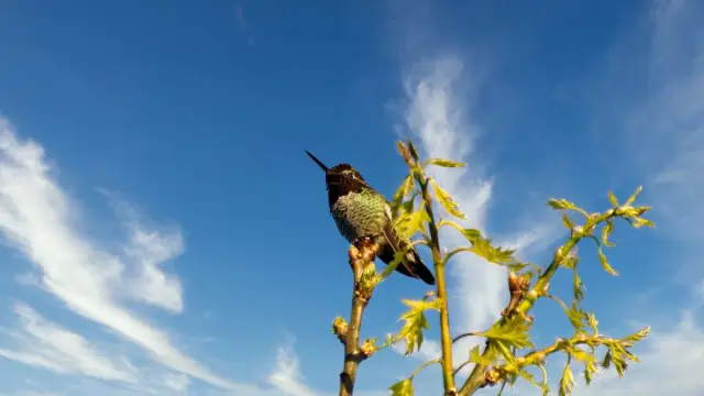 У большинства колибри Анны могут быть перьевые клещи на хвостовых перьях: Настольная сканирующая электронная микроскопия позволила проанализировать распространение P. huitzilopochtlii in situ