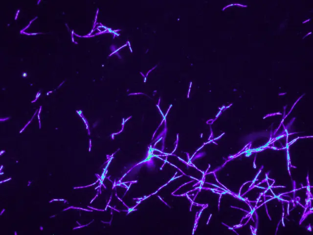 Пчелиные волки успешно используют одни и те же антибиотики на протяжении 68 миллионов лет: коктейль антибиотиков, производимый симбиотическими бактериями, очень мало изменился в ходе эволюции, и его а