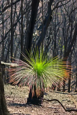 Новый свет на то, как растения получают азотную фиксацию: исследователи из Японского университета Цукуба распутывают генетику, которая позволяет бобовым реагировать на почвенный азот