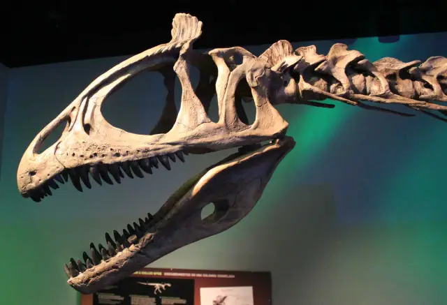 Передвижение двуногих динозавров можно предсказать на основе перемещения наземных птиц: модель BIRDS использует всего два исходных параметра для предсказания наземного передвижения вымерших птиц и неп