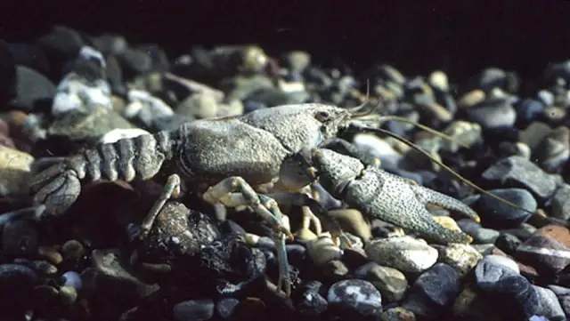 Вторжение пожирающего тело гриба: исследователи недавно зафиксировали странные поведенческие изменения у самцов цикад, зараженных грибком под названием Massospora cicadina